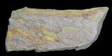 Wide Eocrinoid (Ascocystites) Plate - Ordovician #72100-1
